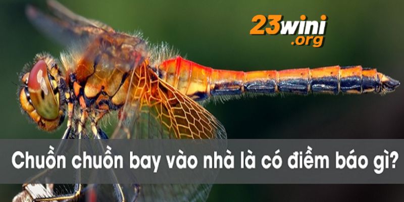 chuồn chuồn bay vào nhà 23win thumb