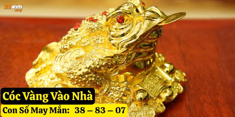 thấy cóc vào nhà