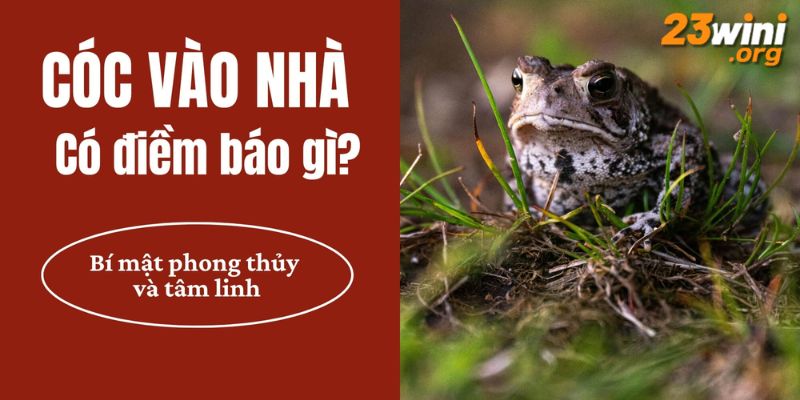 cóc vào nhà 23win thumb