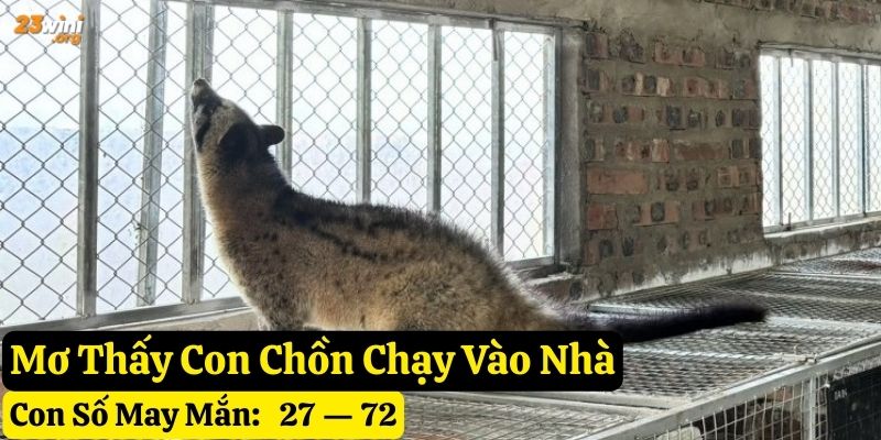 nằm mơ thấy con chồn