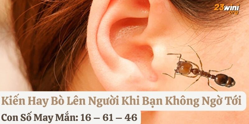 thấy kiến bò lên người