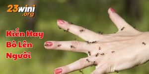 kiến hay bò lên người 23win thumb