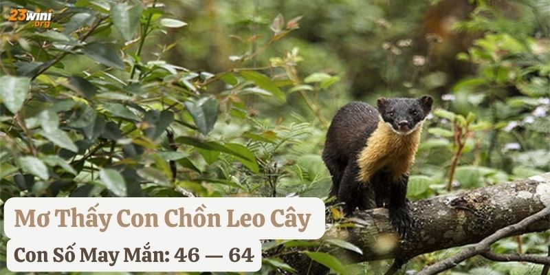 nằm mơ con chồn