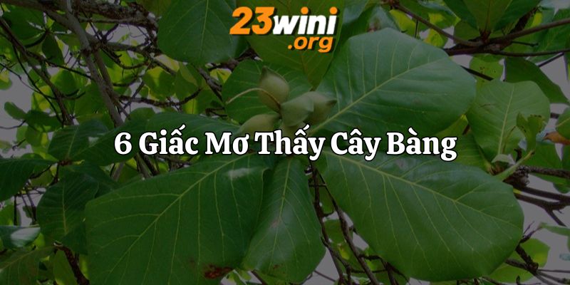 mơ thấy cây bàng 23win thumb