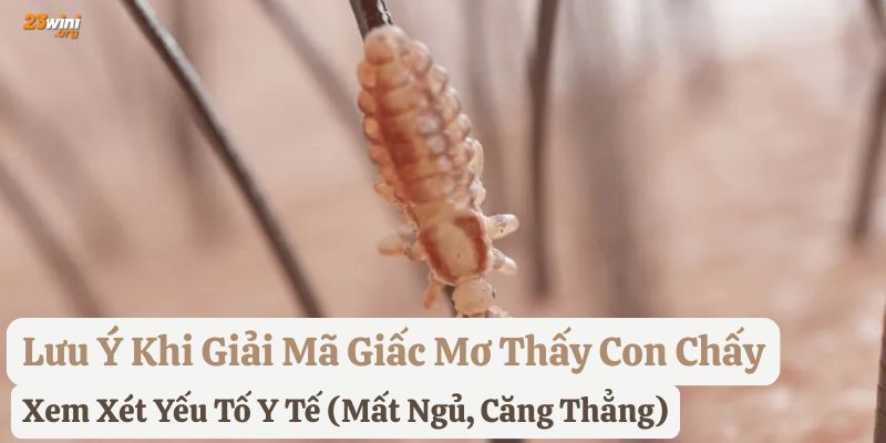 nằm mơ thấy con chấy