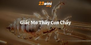 mơ thấy con chấy 23win thumb