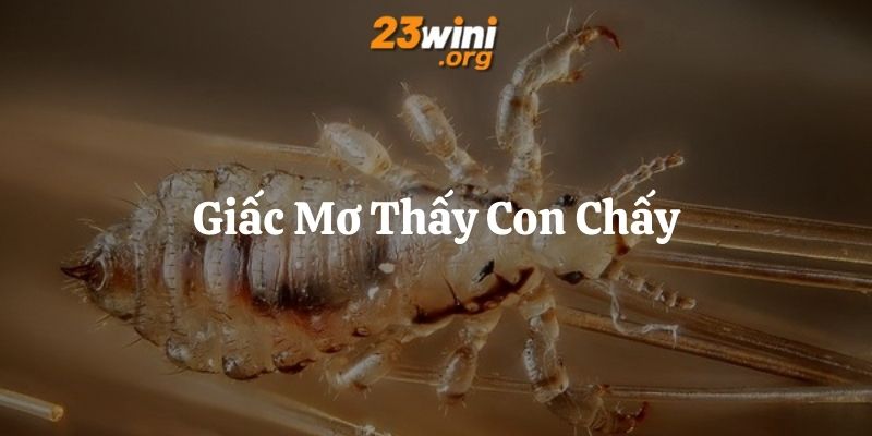mơ thấy con chấy 23win thumb