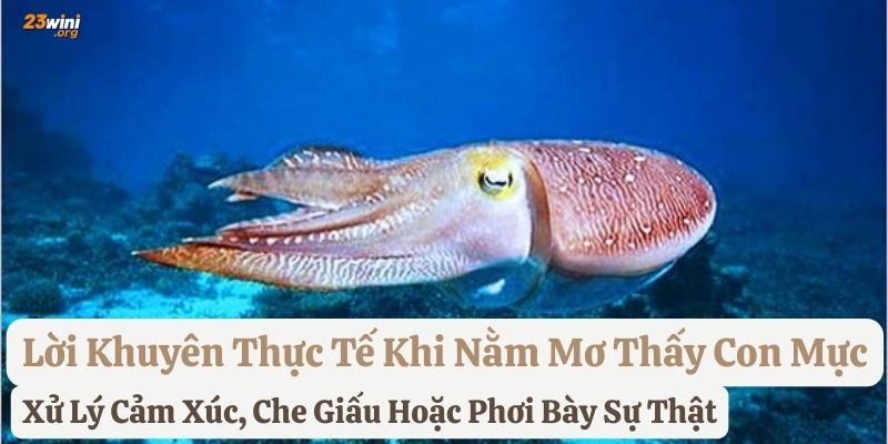 mơ thấy con mực