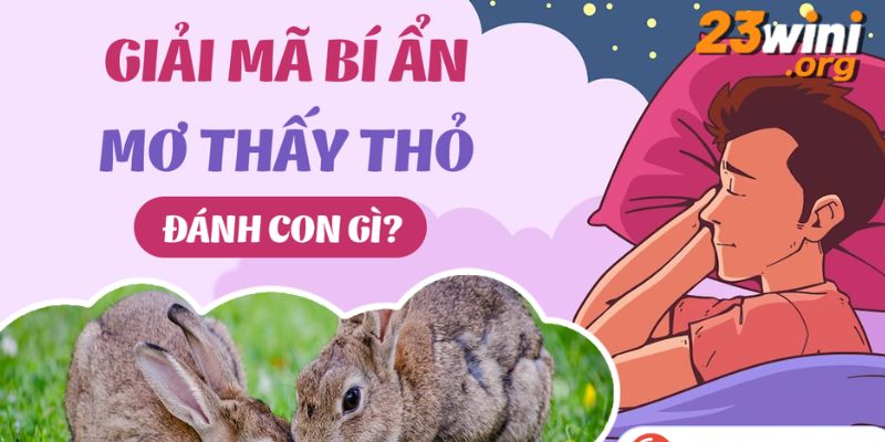 mơ thấy con thỏ 23win thumb