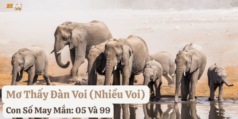 nằm mơ thấy voi
