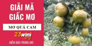 mơ thấy quả cam 23win thumb