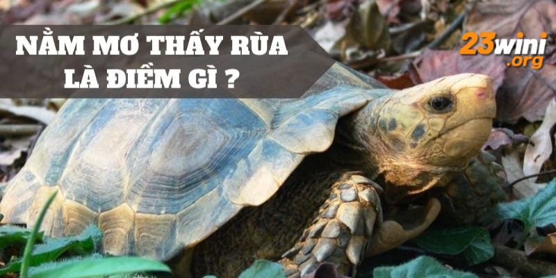 mơ thấy rùa 23win thumb