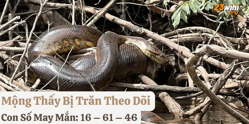 ngủ mơ thấy con trăn