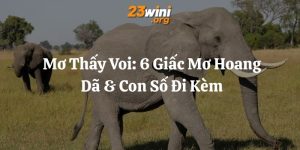 mơ thấy voi 23win thumb