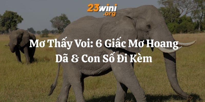 mơ thấy voi 23win thumb