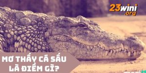 nằm mơ thấy cá sấu 23win thumb