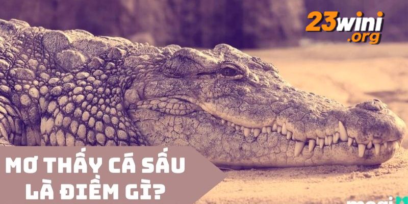 nằm mơ thấy cá sấu 23win thumb