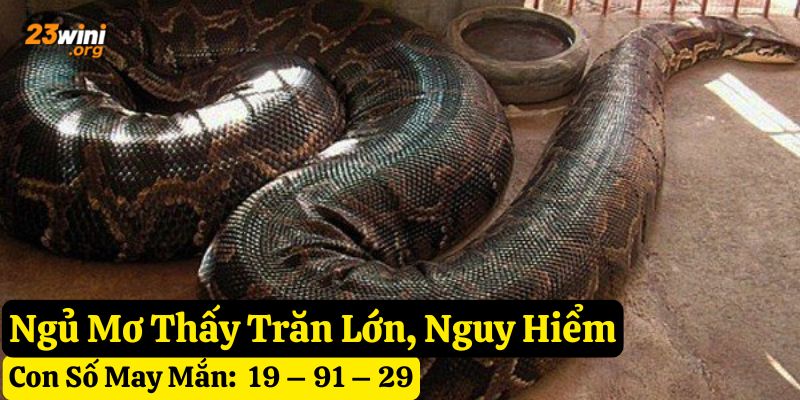 mơ thấy con trăn