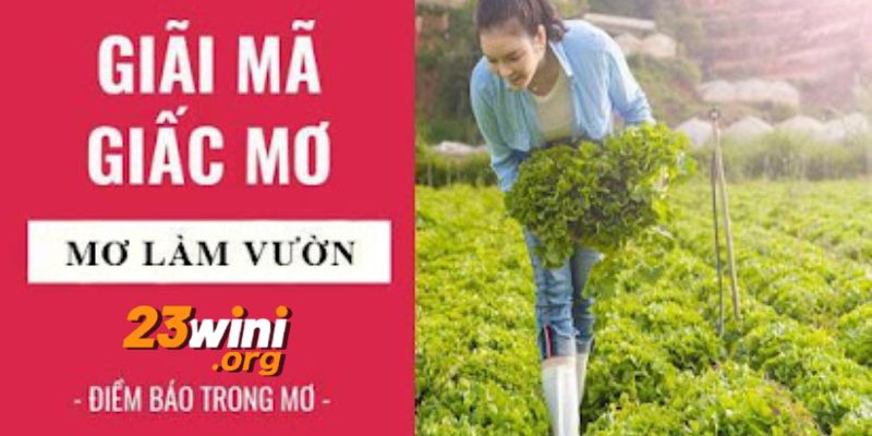 nằm mơ thấy làm vườn 23win thumb