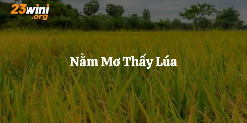 nằm mơ thấy lúa 23win thumb