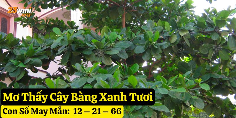 nằm mơ thấy cây bàng
