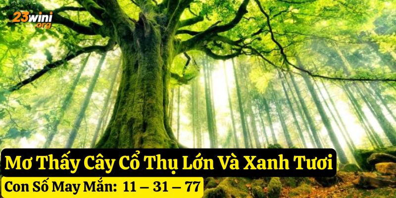 mơ cây cổ thụ