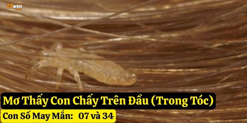 nằm mơ con chấy