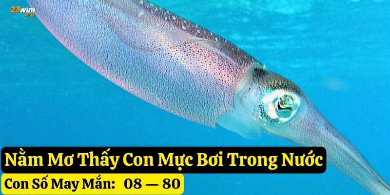mơ con mực