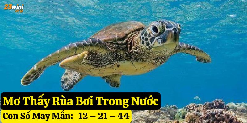 nằm mơ thấy rùa