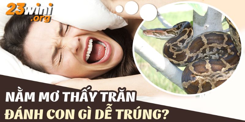 ngủ mơ thấy trăn 23win thumb